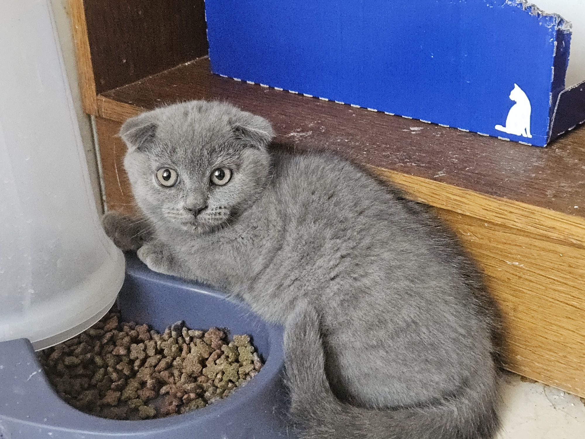 Gato Scottish fold
