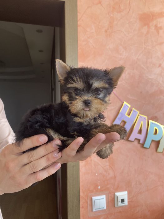 Самые красивые девочки и мальчики йорчики