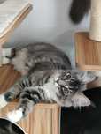 Kotka Kimi Maine coon