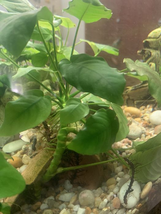 Anubia Anã - planta de aquario XL 20 cm