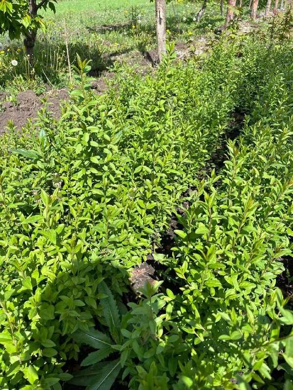 Саджанці бірючина , куля формована бірючини , бирючина , Ligustrum.