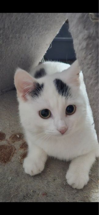 Кітті хоче стати домашньою