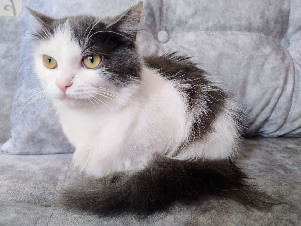 Віддається кошка.
