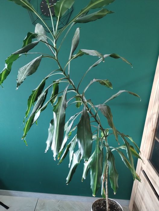 Oddam kwiatka za darmo