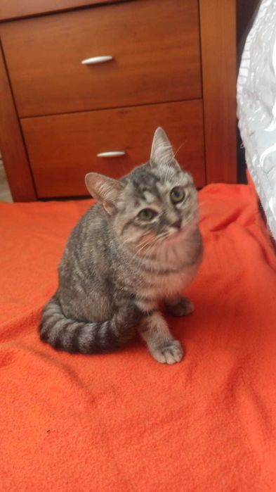 Gata bebé para adoção consciente