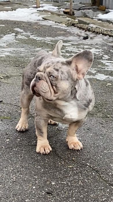 Шикарно складений француз, короткий, низький на лапах шукає наречену