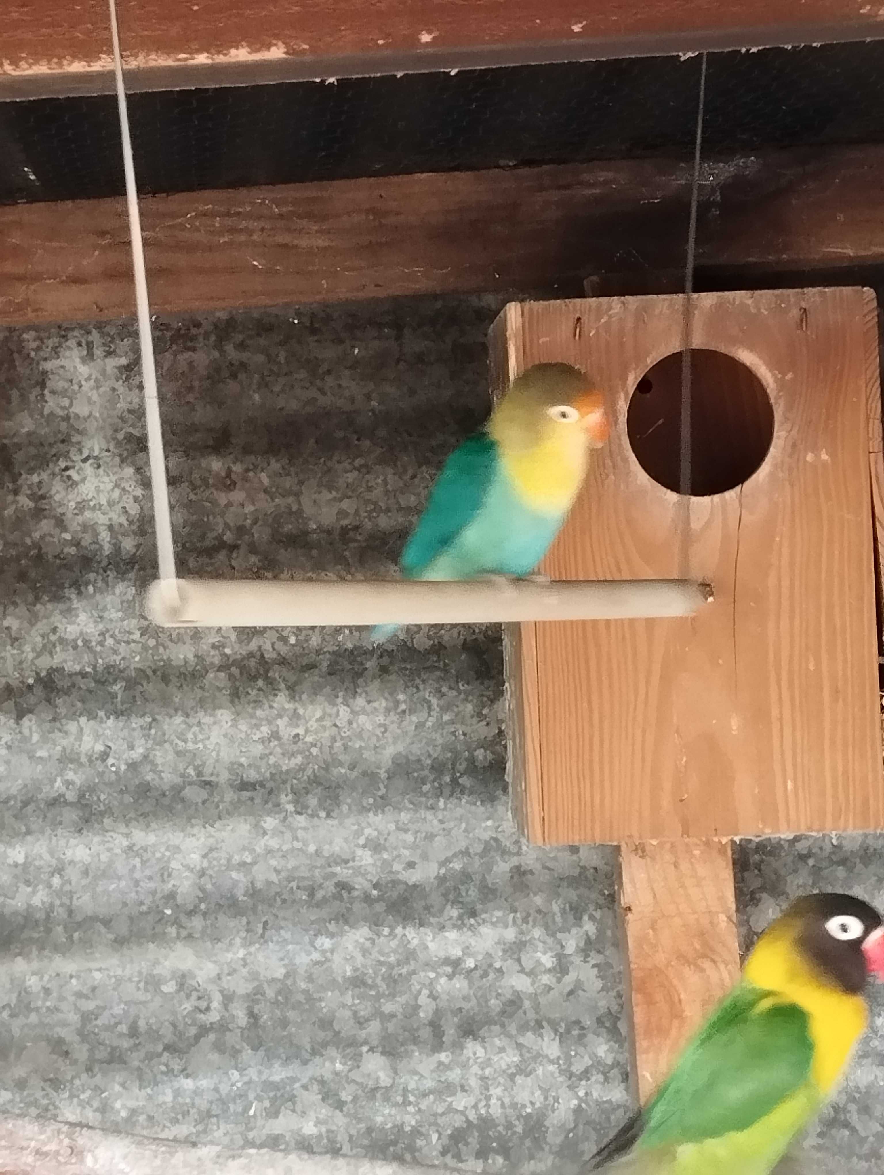 Vendo agapórnis ou troco
