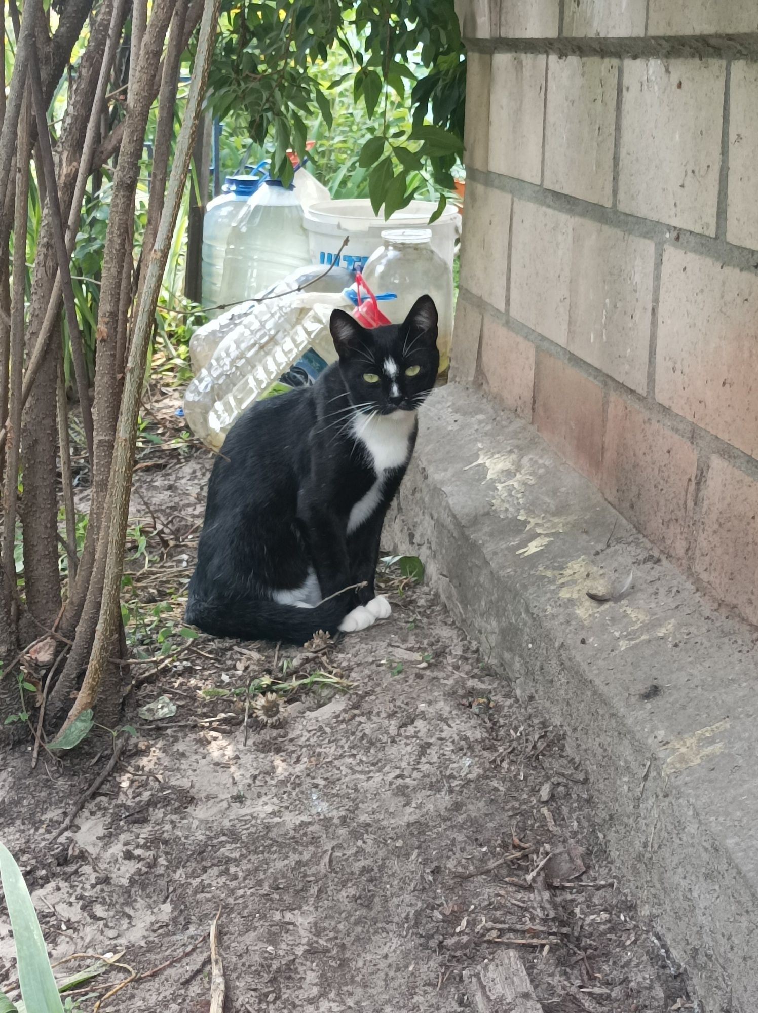 Котик шукає дім (чорний з білим)