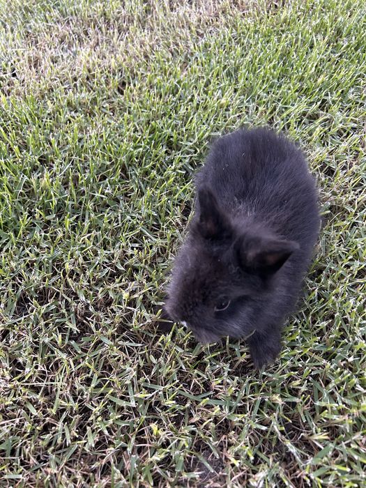 Coelho anão lionhead