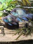 Akara electric blue