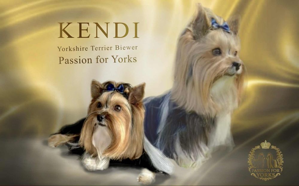 Yorkshire terrier OCEAN PEARL