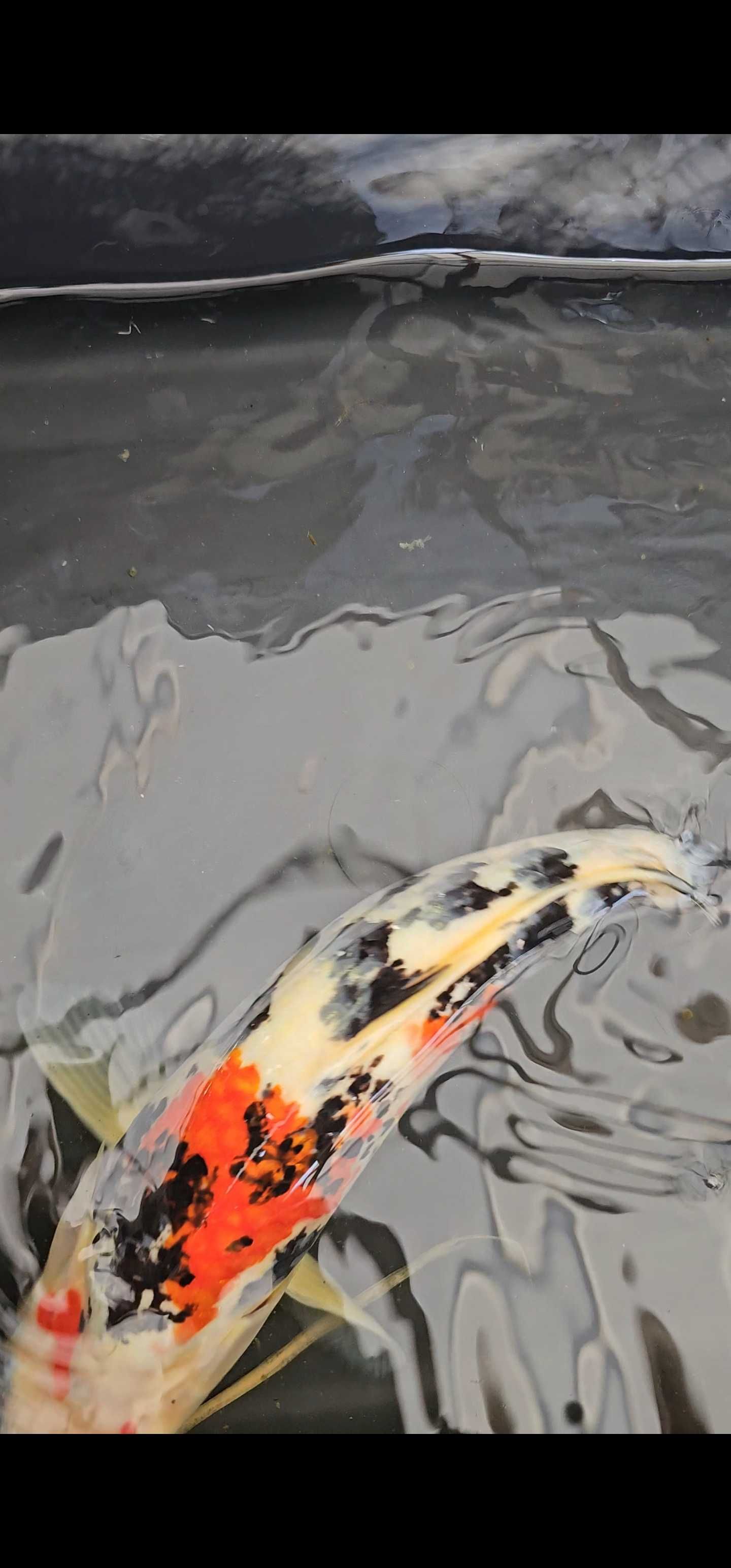 Carpa koi sanke 40cm