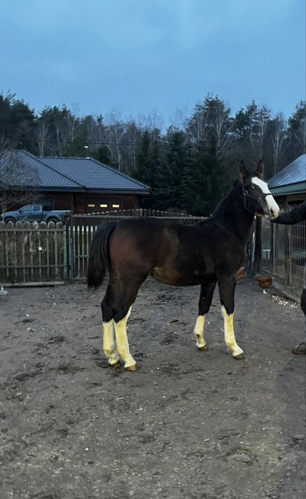 Ogierek Śląski odsadek 7 miesiecy