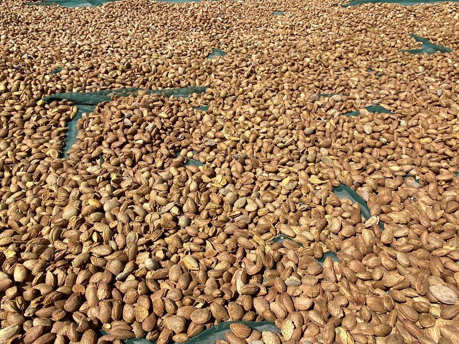 Amendoa Beira Interior 2025