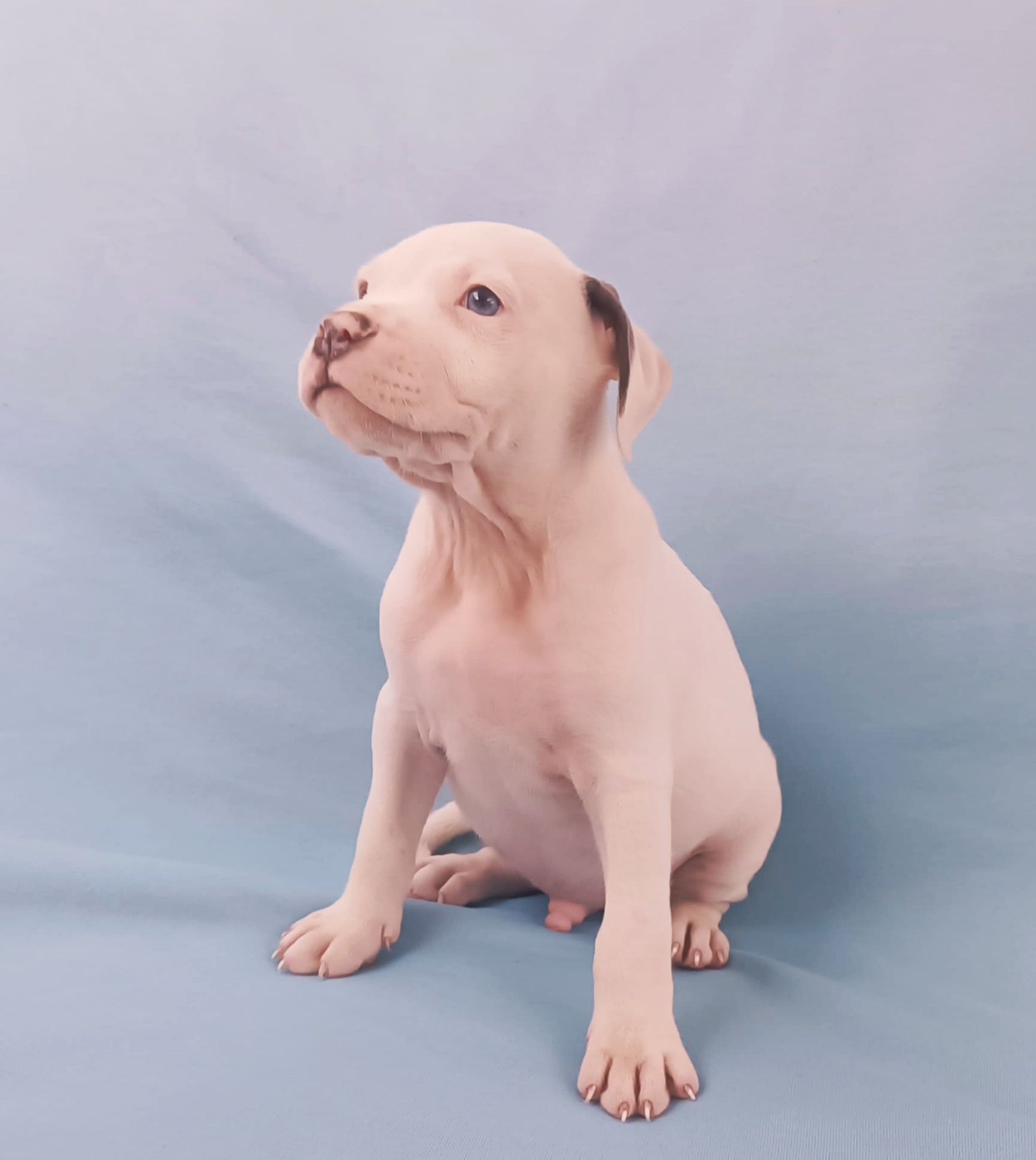 American pitbull blue nose