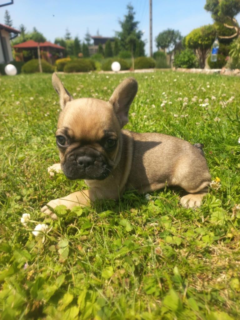 Buldog Francuski do rezerwacji