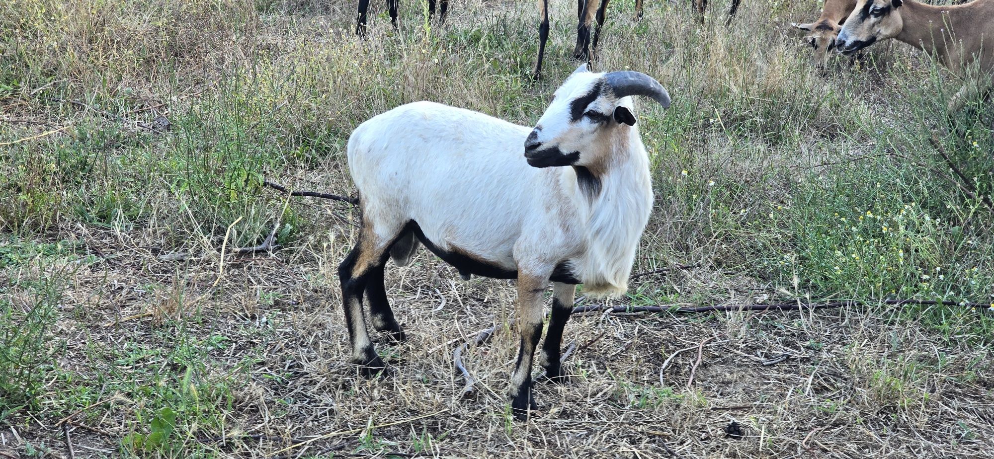 Ovelha dos Camarões