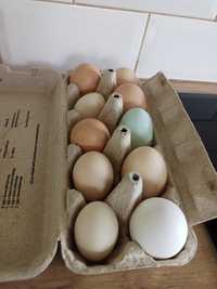 Jaja kurze jajka domowe z wolnego wybiegu