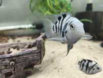Peixe casal papagaio anão