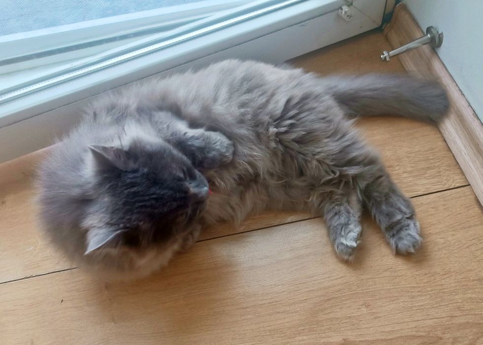 Дейзи 2 года ищет любовь