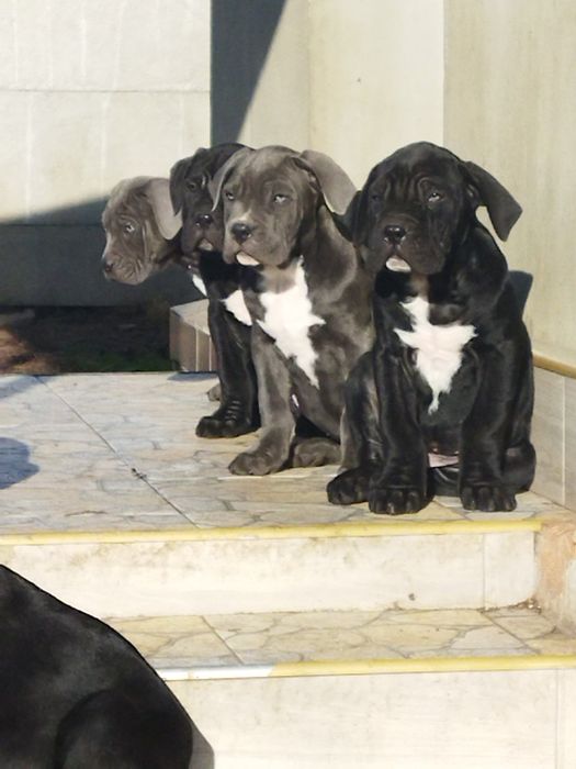 Кане-корсо щенки