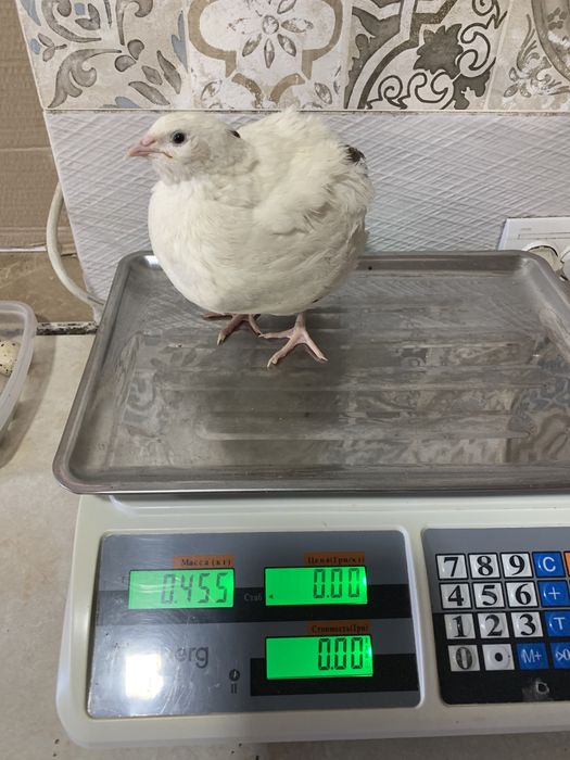 Перепела.яйцо.несушки