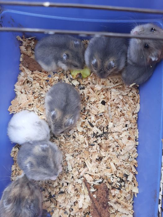 Джунгарики милі друзі