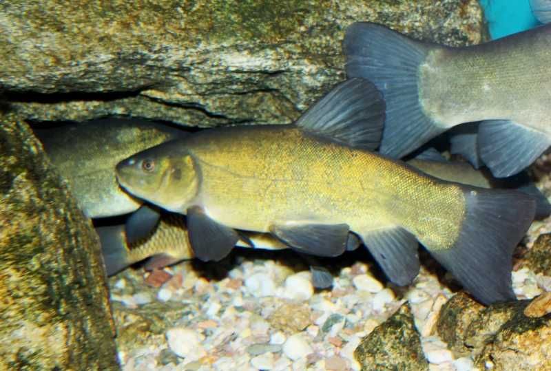 Lin narybek 15-20 cm, oczko, staw