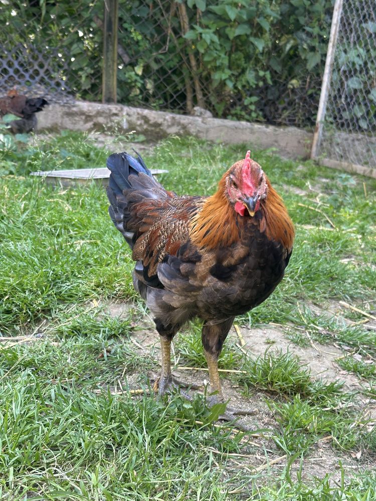 Kogut Zielononóżka