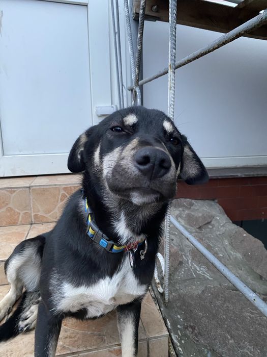 Відаю дівчинку з вакцинами 4 місяці «Альфа»