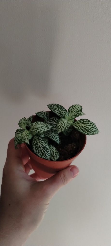 Fittonia zielono biała