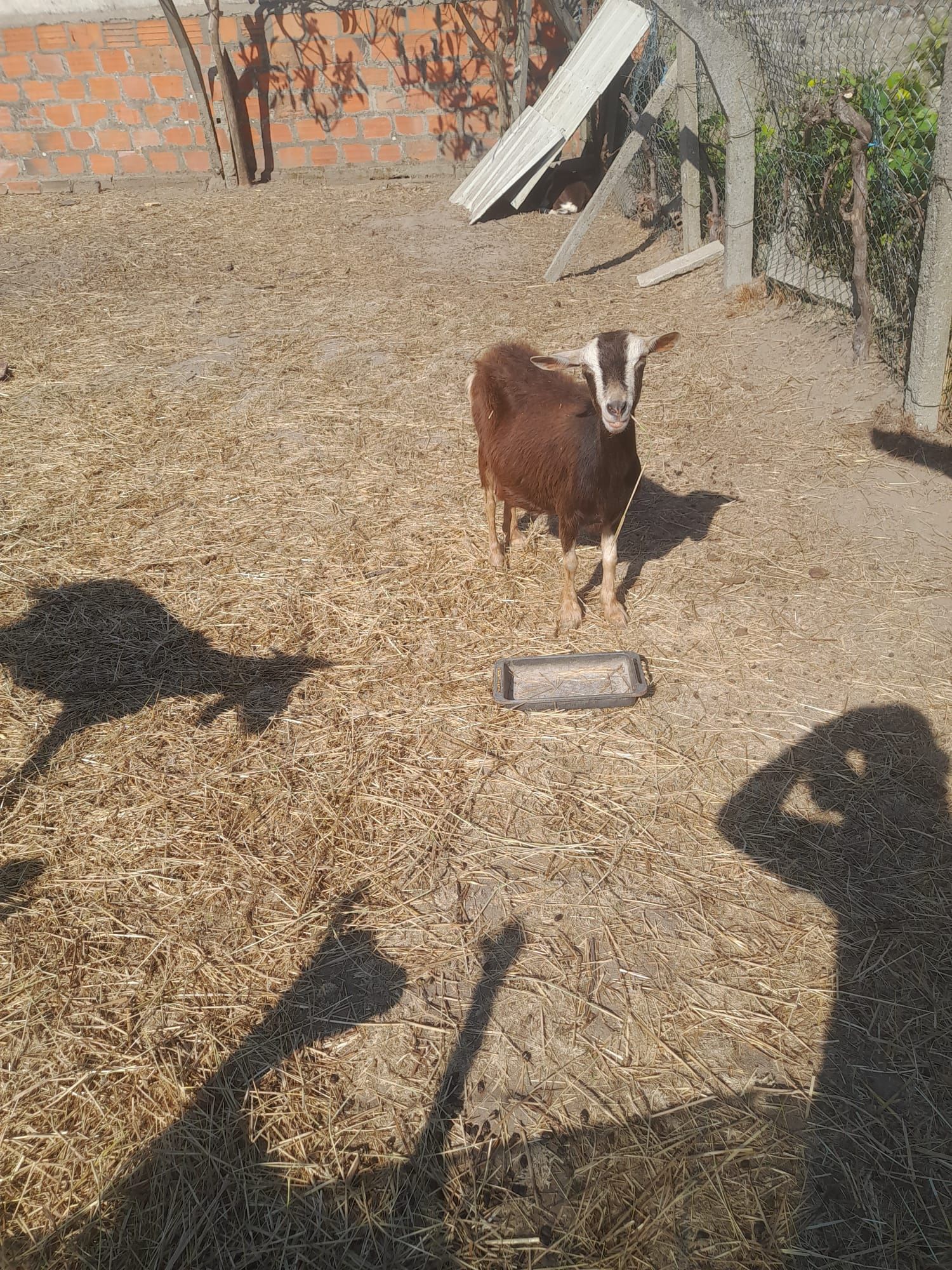 Vendo cabras grandes