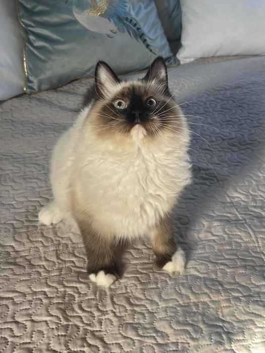 Koty Syberyjskie Neva Masquerade