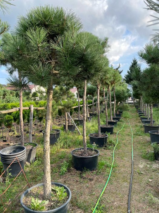 Sosna formowana; kula, w donicy, wys. 2- 2,5m, producent