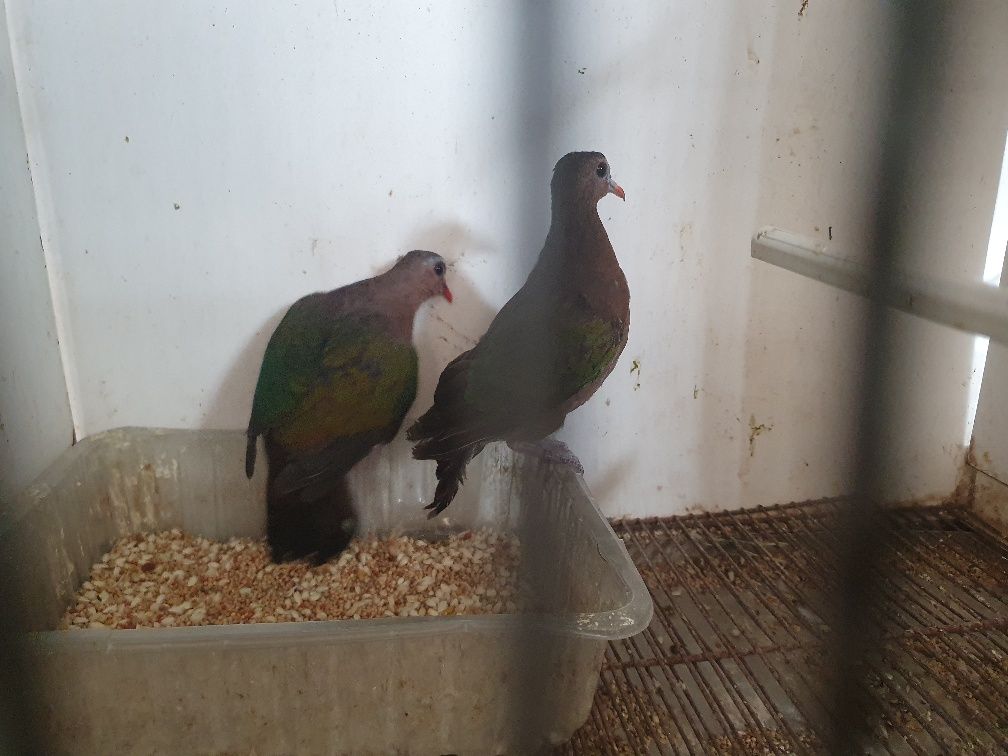 Rola Esmeralda femea já com a muda comleta