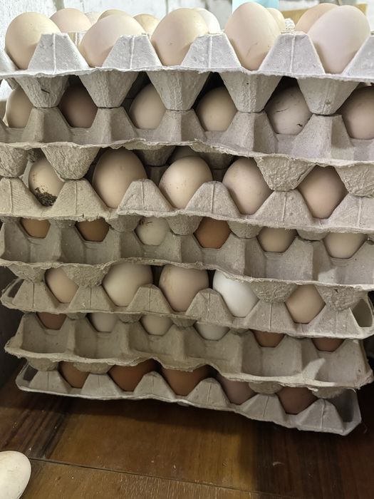 Яйце домашнє, яйця оптом , роздріб Кривий Ріг