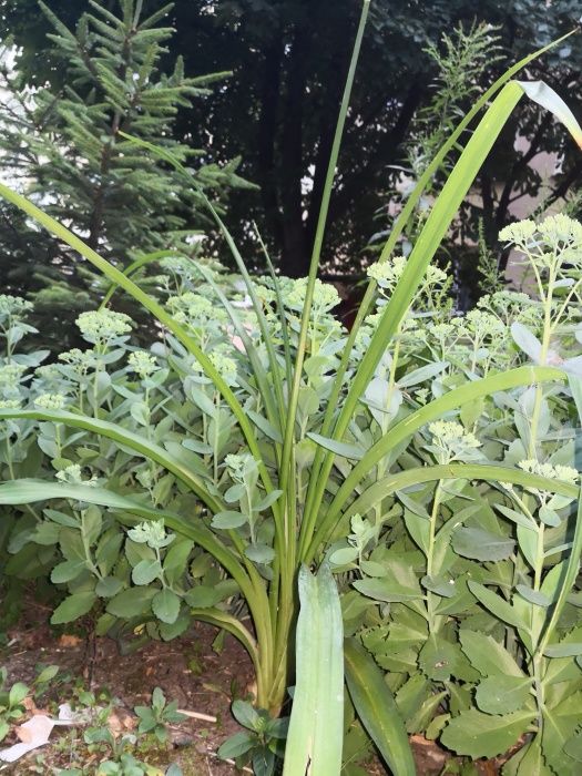 Liliowiec, liliowce kwiaty