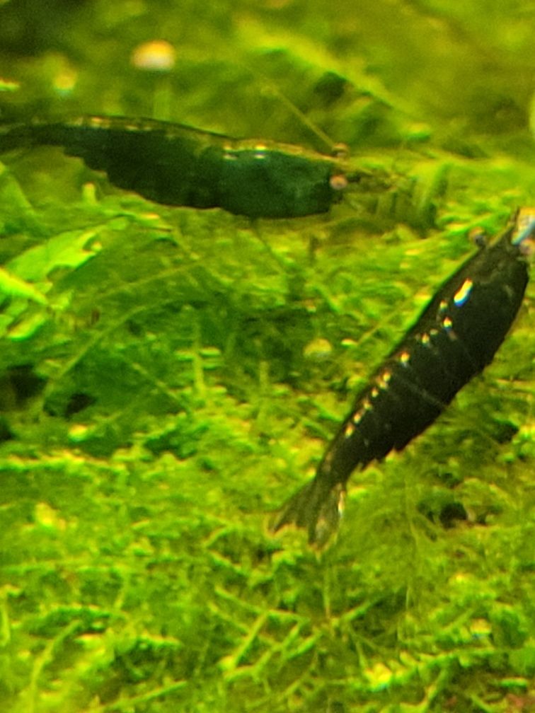 Krewetki green jade dark