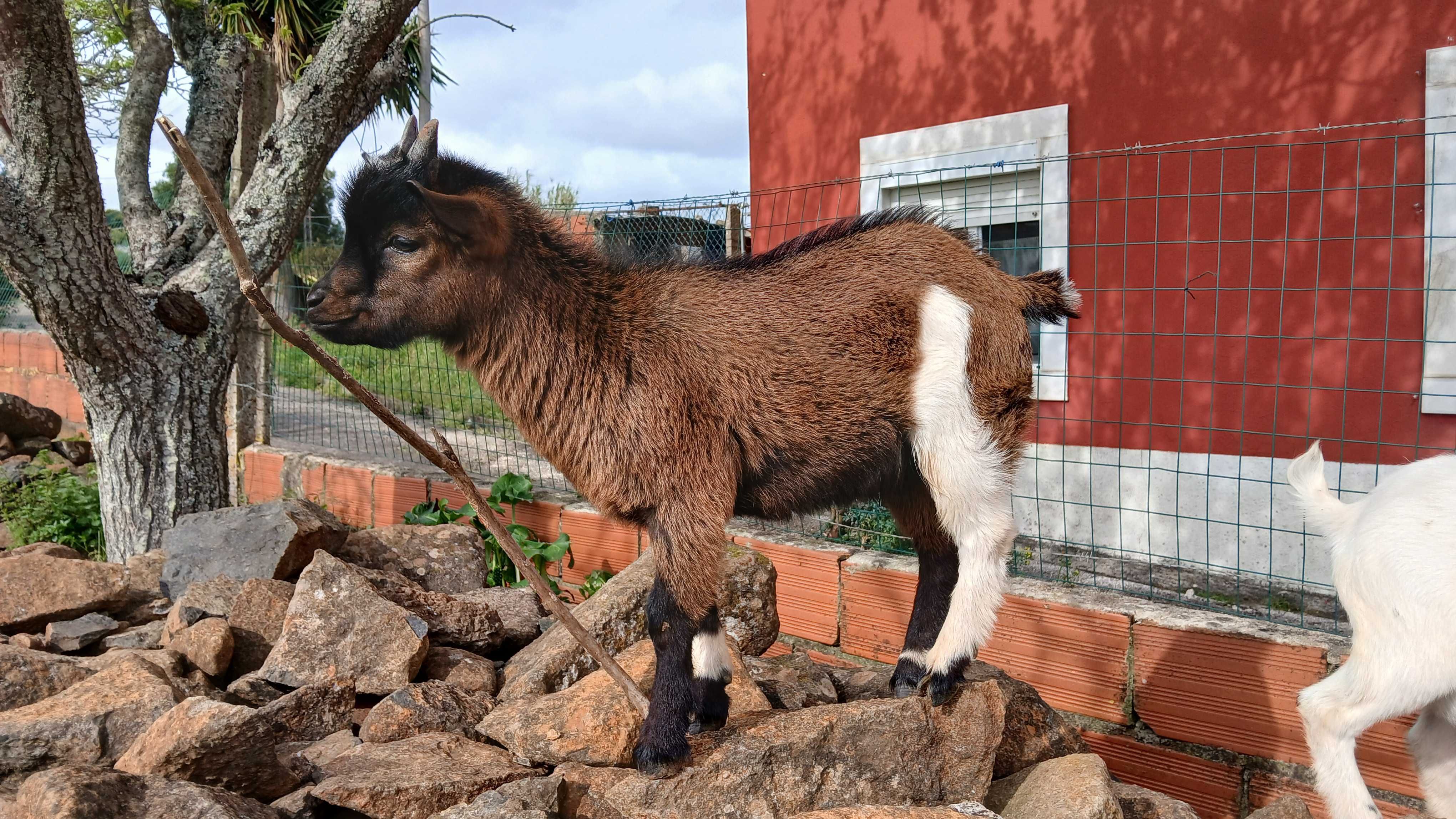 Cabras bebés anãs