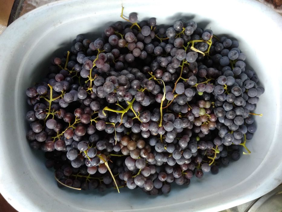 Winogron  na wino soki przeciery - BIO