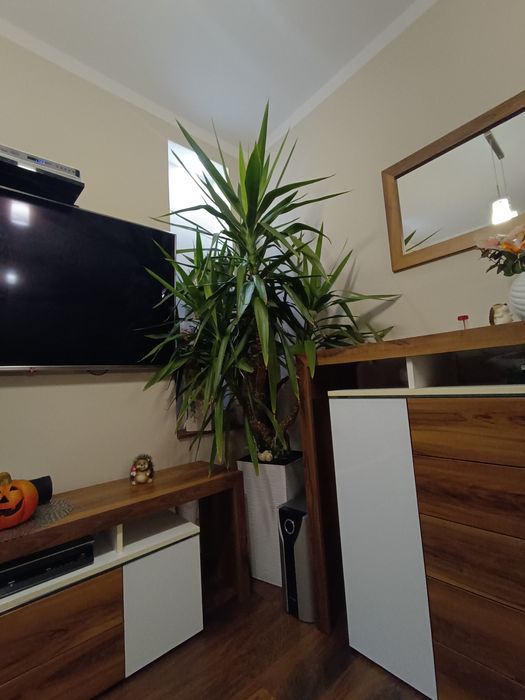 Duża Juka w doniczce