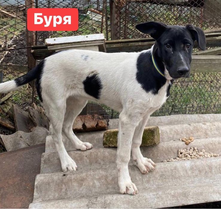 Буря шукає дім! Вік 6 місяців. Стерилізована