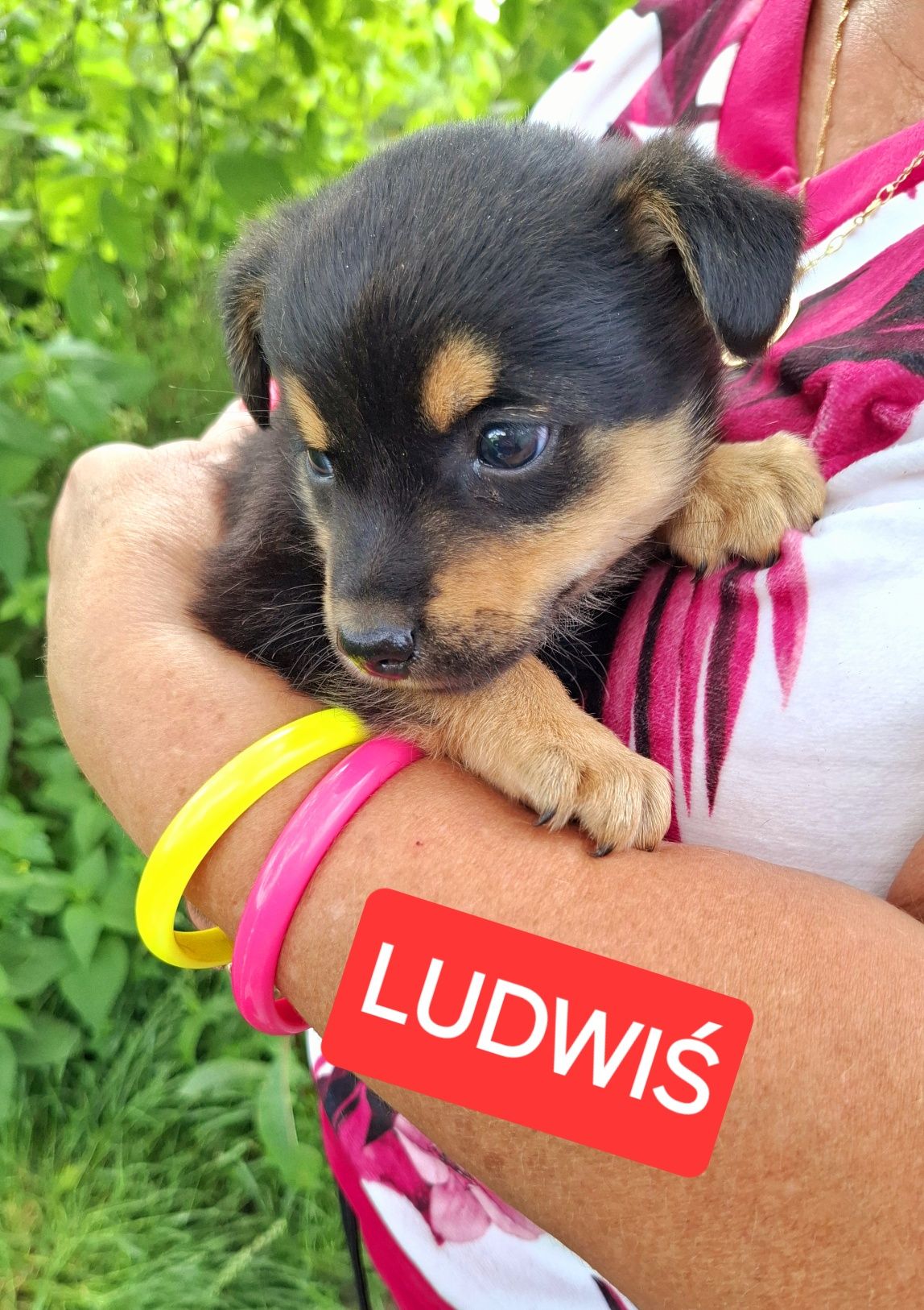 Trzy szczeniaki 7 tyg adopcja.