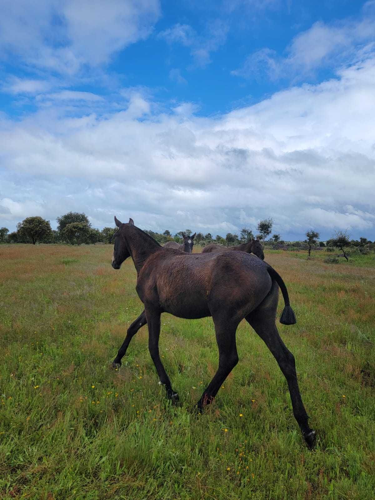 Poldras Lusitanas, 1 ano