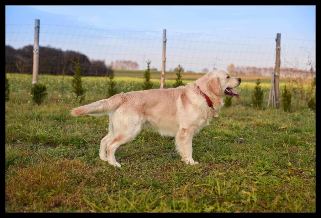 Golden Retriever