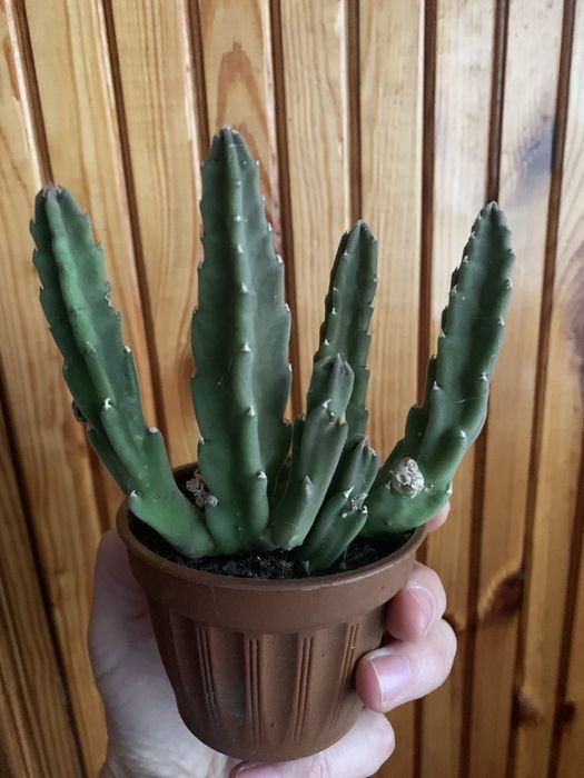 Стапелія грандіфлора