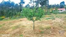 Terreno em São Lourenço de Ribapinhão de 14250,00 m2