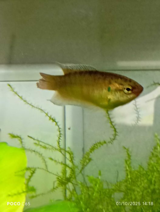 2 Colisas  Trichogaster