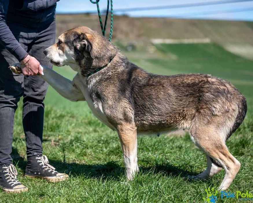 Ramona - kochana, bardzo miła większa suczka SCHRONISKO