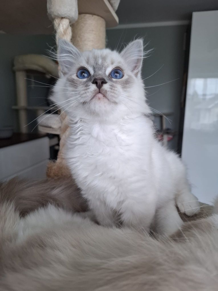 Chlopiec Ragdoll blue mitted lynx FPL umikatowe umaszczenie cudowny